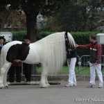 NSvT HK 2011 (7)
